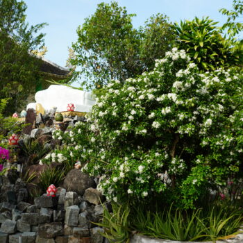 Ngắm hoa Ngâu – Nguyệt Quế nở trắng tại khuôn viên chùa Bửu Long