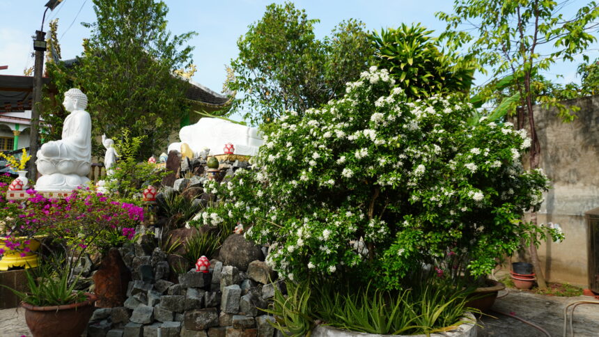 Ngắm hoa Ngâu – Nguyệt Quế nở trắng tại khuôn viên chùa Bửu Long