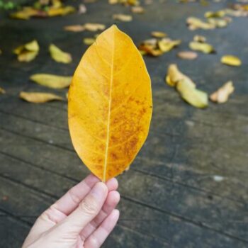 Phật thuyết bốn sự thật cuộc đời