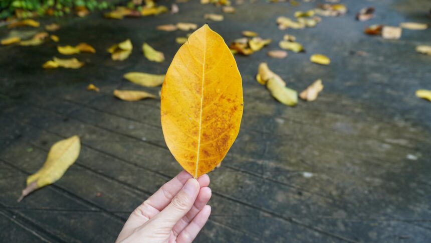 Phật thuyết bốn sự thật cuộc đời