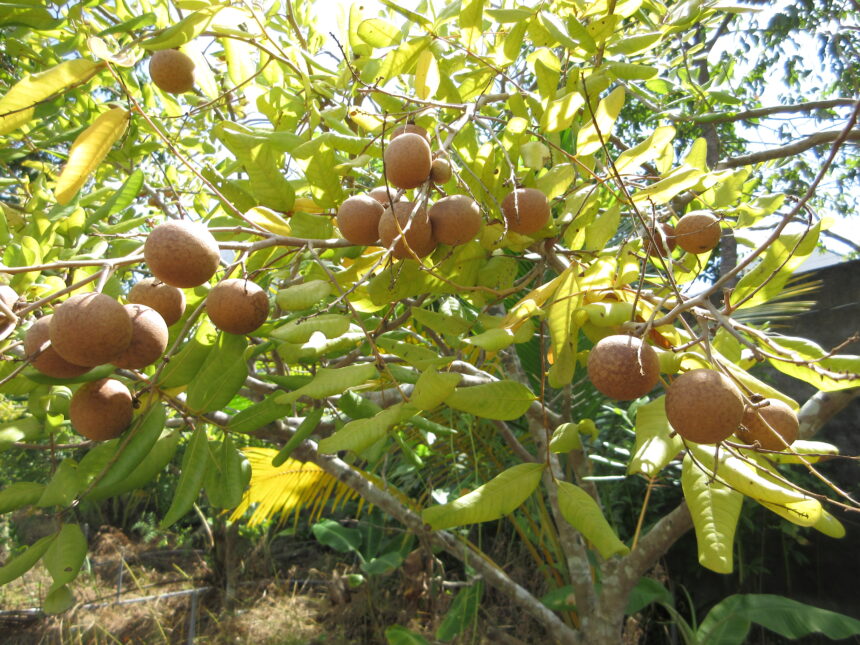 Nhãn xuồng Nhị Quý trứ danh